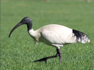 Reconnaîtrez-vous cet échassier ?