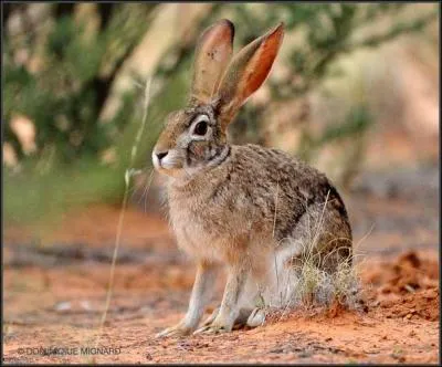 Quel est cet animal ?