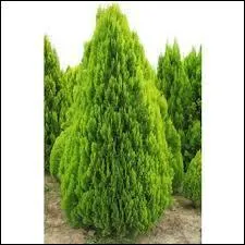 Cette photo présente des  .