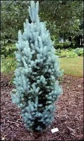 Certains conifères sont bleus. En existe-t-il des dorés ?