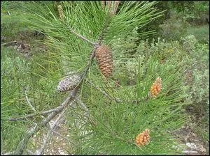 (Voir photo). Voici un rameau de pin avec deux gros cônes et, à l'avant plan à droite, deux plus petits. Le cône mâle produit le pollen qui sera transporté par le vent et ira féconder les ovules des cônes femelles. Quel est le sexe des plus petits cônes ?