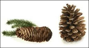 Une pomme de pin s'appelle aussi 