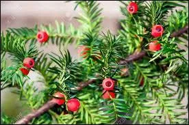 Un seul de ces conifères ne produit pas de cônes, lequel ?