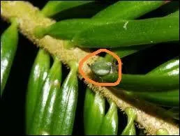 En général, les miels sont obtenus à partir du nectar des fleurs récolté par les abeilles. Le miel de sapin, lui, est fourni grâce une autre substance aussi récoltée par les abeilles. Laquelle ?