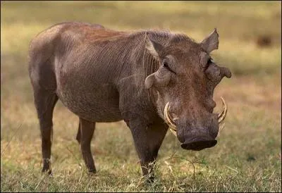 Quel prédateur peut s'attaquer à un phacochère ?