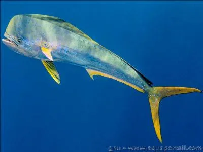 Ce poisson est magnifique non ? Mais comment s'appelle-t-il ?