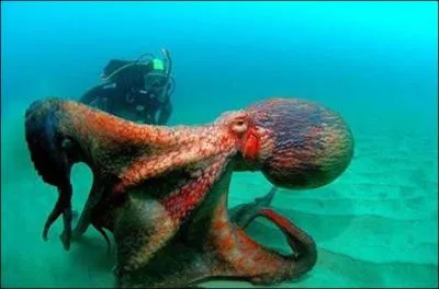 Pour terminer voici une affirmation à laquelle vous devrez répondre par oui ou non : Une pieuvre de 18kg peut s'échapper en passant par un trou de la taille d'une pièce de 20 centimes !