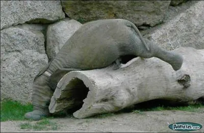 Que ne peut pas faire un éléphant ?