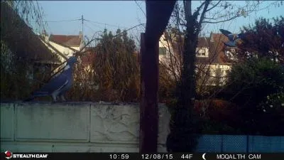 Combien comptez-vous de pigeons ramiers sur la photo ?