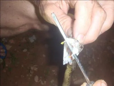 Ce serpent est amazonien, en Guyane on l'appelle "Fer de lance", mais il porte un autre nom !