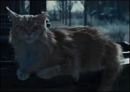 Comment s'appelle le chat des Everdeen ?