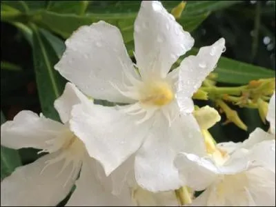 Quelle fleur voyez-vous sur cette image ?