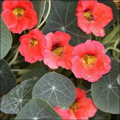 Donnez-moi le nom de ces fleurs ornementales d'origine péruvienne ?