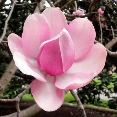 Quelle est cette superbe fleur ?