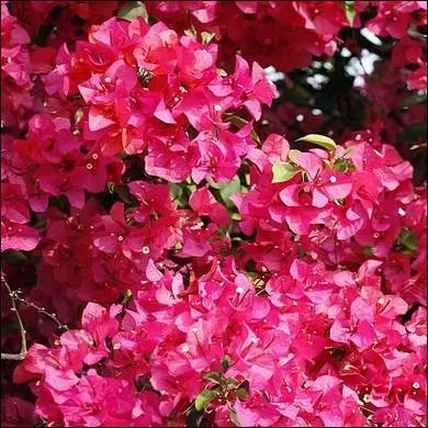 Que sont ces fleurs très décoratives ?