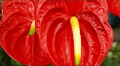 Quel est le nom de cette majestueuse fleur souvent originaire d'Amérique du Sud ?