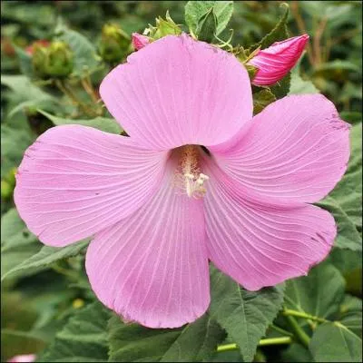 Quelle est cette fleur de la famille des Malvacées ?