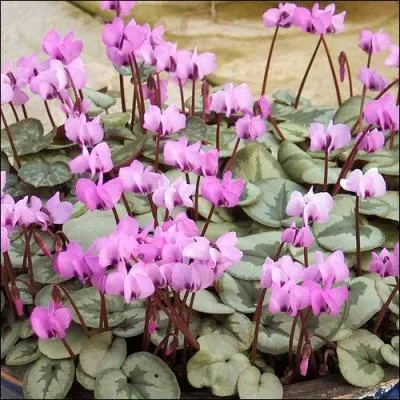 Quelles sont celles-ci dont vous profiterez plusieurs mois en les arrosant régulièrement ?