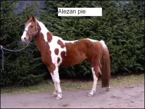 Quelle est cette robe ? (énorme aide)