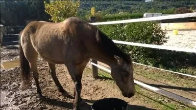 Quelle est cette robe ?