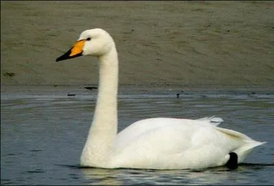 Quel est ce cygne hivernant en France ?