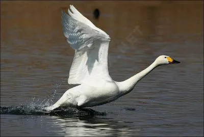 Quel est le plus petit cygne européen ?
