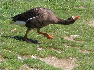 Pour savoir quelle est cette oie, regardez son ventre et son bec.
