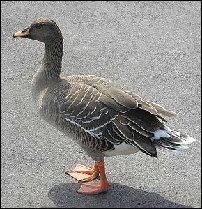 Quelle est cette oie à pattes orange ?