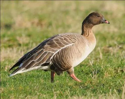 Quelle est cette oie nicheuse dans la toundra ?