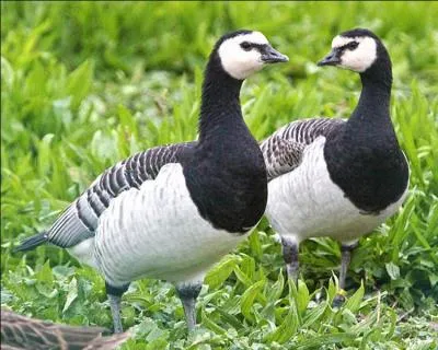 Quelle est cette bernache qui a le même nom qu'une espèce de mésange ?