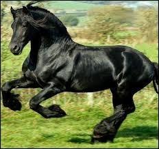 Comment appelle-t-on les grands chevaux noirs masculins ?
