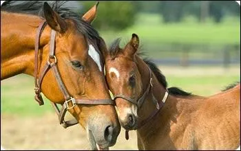 Comment appelle-t-on le bébé du cheval ?