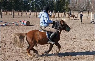 Quels sont les 2 plus petites races de poney ?