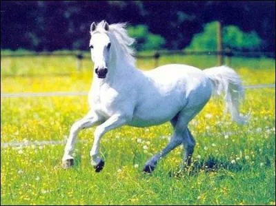 Où lâchons-nous les chevaux pour qu'ils galopent ?