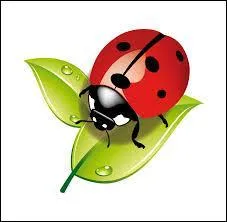 Quel pays allons-nous parcourir en coccinelle ?