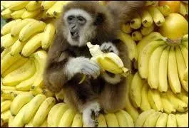 Actuellement, laquelle de ces définitions correspond à une "république bananière" ?