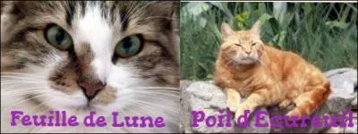 Comment s'appellent les parents de Feuille de Lune et Poil d'Écureuil ?