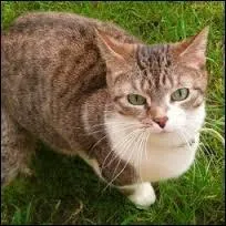 Comment s'appelle la sur d'Etoile de Feu ?