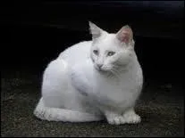 Comment s'appelle le neveu d'Etoile de Feu ?