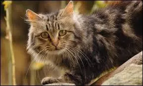 Comment s'appellent les frères et surs de Cur d'Epines ?