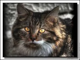 Comment s'appellent les parents de Papillon et de Plume de Faucon ?