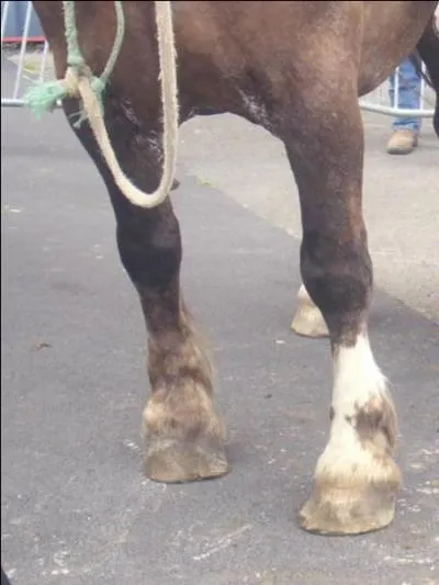 Comment appelle-t-on les jambes de devant ?