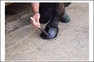 Avec quoi graisse-t-on les sabots ?