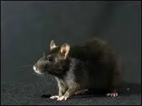 Comment s'appelle le rat de Ron ?