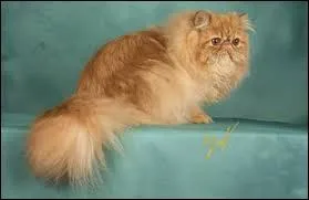 À qui appartient le chat Pattenrond ?