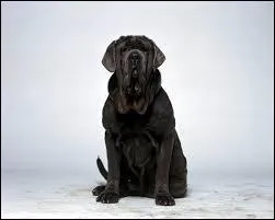 Comment s'appelle le chien de Hagrid ?