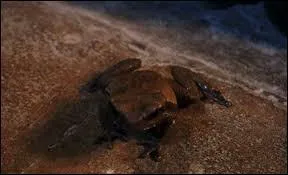 Comment s'appelle le crapaud de Neville Londubat ?