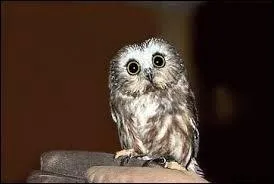 Comment s'appelle le hibou de Ron (son nom entier) ?