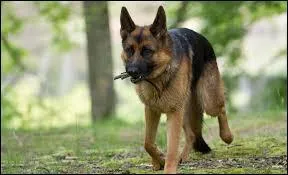 Et de quelle race est celui-ci ?