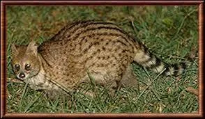 Quel animal surnomme-t-on "le chat musqué" ?